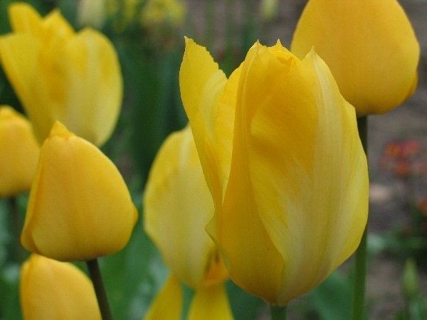 Praca w Holandii. Spotkania rekrutacyjne w PrzemyśluHolandia to kraj tulipanów. W Przemyślu jest duże zainteresowanie pracą w rolnictwie w tym kraju.