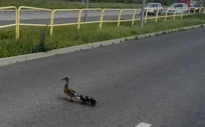 Kaczki na alei Niepodległości w Inowrocławiu