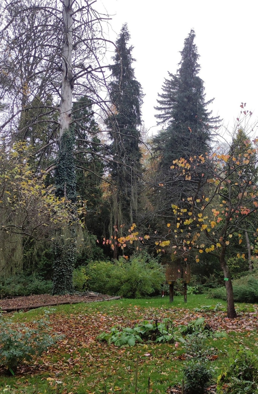Arboretum w Bolestraszycach koło Przemyśla zaprasza na jesienny spacer [ZDJĘCIA]