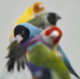 Egzotyczne i rozśpiewane ptactwo przez weekend można podziwiać na wystawie w Bydgoszczy