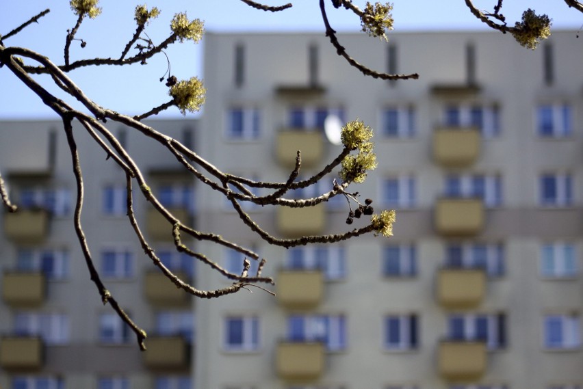 Spacerkiem po Bronowicach. Tak wiosną prezentuje się ta dzielnica Lublina. Zobacz te zdjęcia