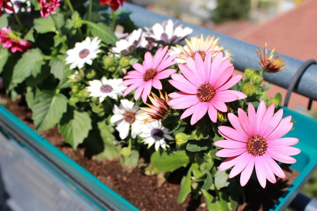 Kwiaty balkonoweKwiaty potrafią upiększyć każdy balkon. Wystarczą chęci, a potem - regularne podlewanie. Ten balkon zdobi osteospermum (stokrotka afrykańska). Kwiat ten jest idealny na słoneczne balkony i tarasy. Kwitnie długo i obficie, a dostępny jest w wielu kolorach.