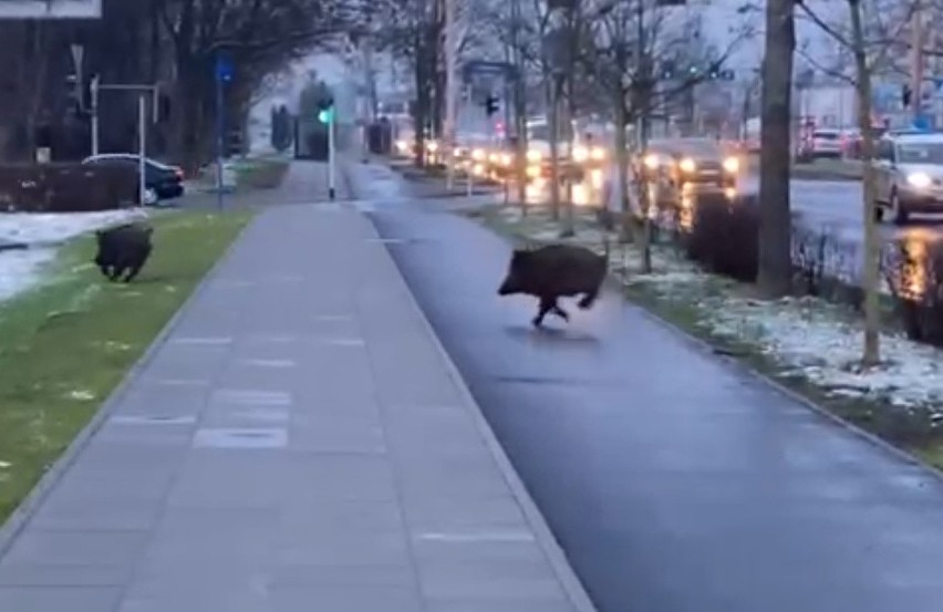 Wrocław: dziki wdarły się na ruchliwą ulicę w porannym szczycie komunikacyjnym [FILM]