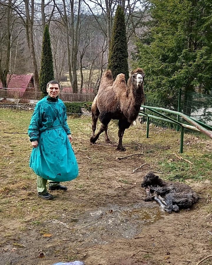W gdańskim zoo na świat przyszła wielbłądzica dwugarbna!