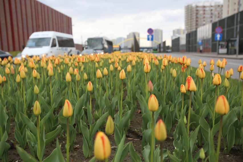 Katowice całe w kwiatach. Wiosna 2017