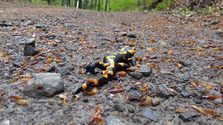 Salamandra plamista. Droga z Poręby na Suchą Polanę
