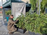 Szczecineccy leśnicy rozdają sadzonki drzew. Warto się pośpieszyć [ZDJĘCIA]