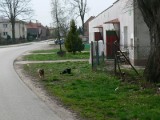 Sfora psów przy budynku socjalnym w Tarnobrzegu zagraża dzieciom