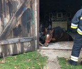 Koń wpadł do kanału samochodowego w prywatnym garażu, wyciągali go strażacy