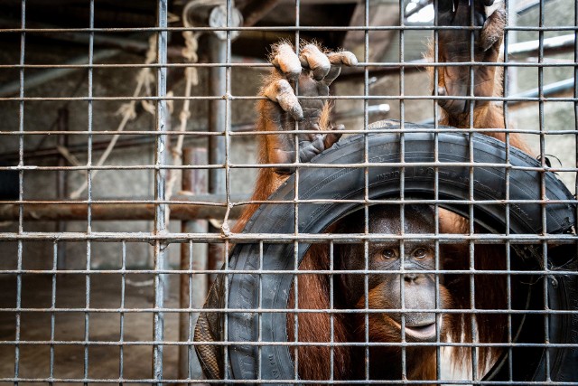 Ten goryl żyje w fatalnych warunkach w niewoli od czterech dekad. Czy doczeka lepszych czasów?