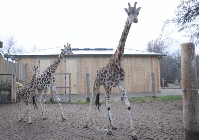 Radni Solidarnej Polski chcą wprowadzenia biletu rodzinnego do zoo, który obowiązywałby w każdy dzień tygodnia.