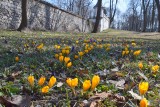 Znaleźliśmy oznaki wiosny w Kielcach. Zbliża się wielkimi krokami!