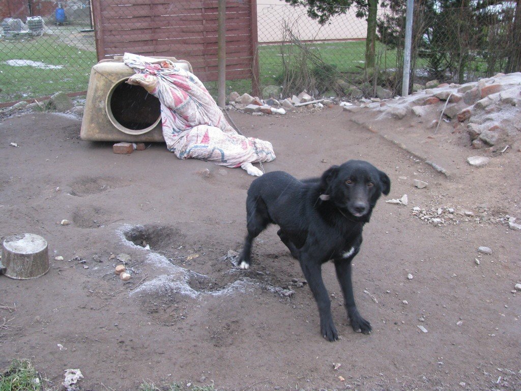 Pies został skazany na życie w beczce. Szukamy domu | Głos Koszaliński