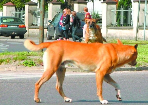 Bezpańskie psy na ulicach Bielska muszą cierpliwie poczekać na schronisko.