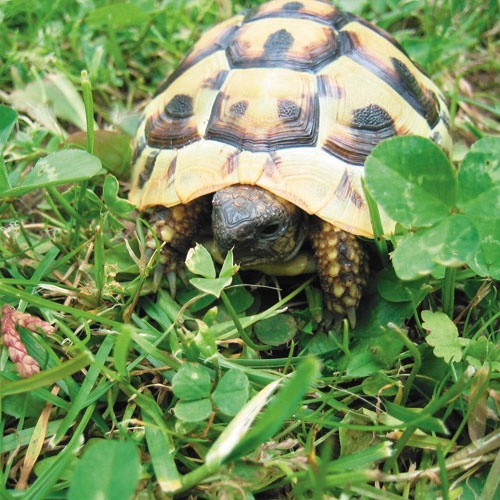 Żółwie greckie mają piękny wzór na pancerzu. Wypuszczone latem na trawę, chętnie skubią wybrane przez siebie roślinki.