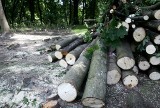 Ratusz bierze się za leczenie drzew w Lublinie