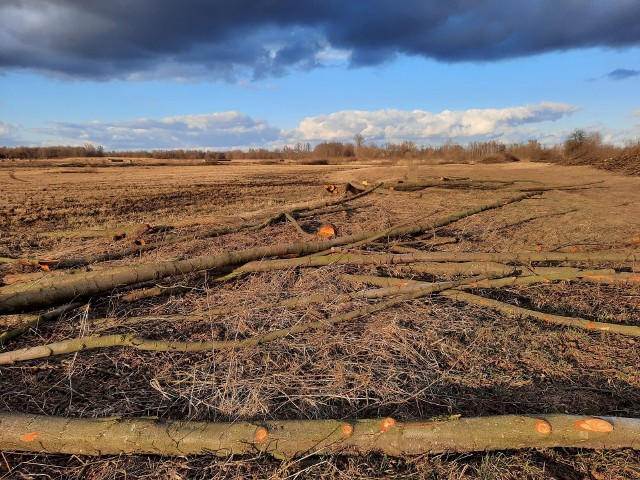 Drzewa i krzewy zostały wykarczowane na obszarze położonym  między torami kolejki wąskotorowej a starorzeczem Nidy w Umianowicach.