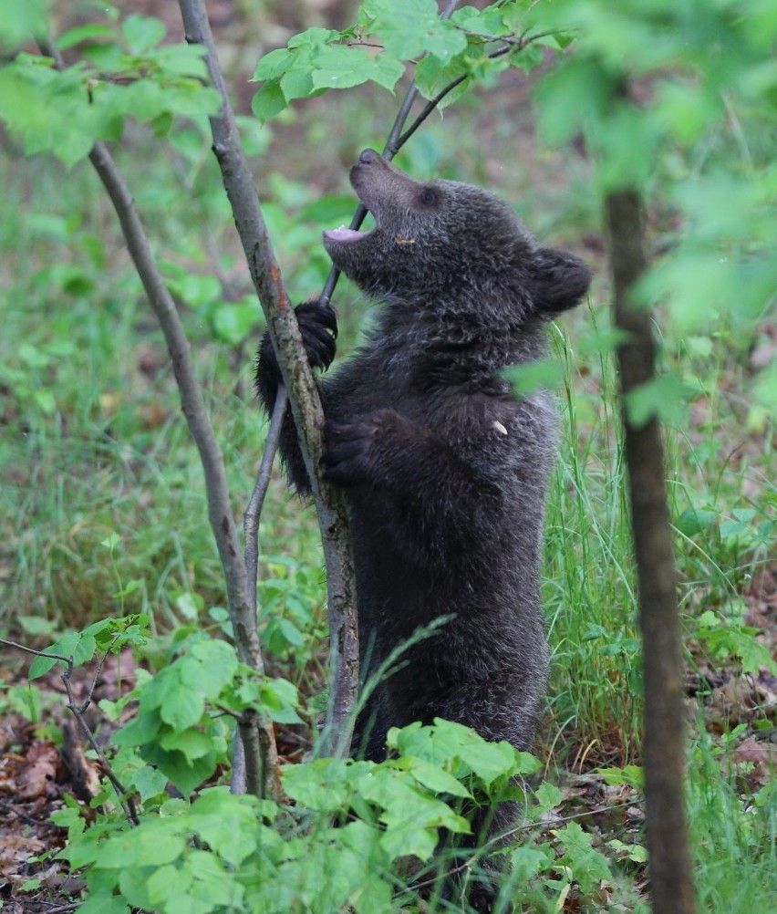 Zoo Poznań: Niedźwiedzica Cisna debiutuje na wybiegu