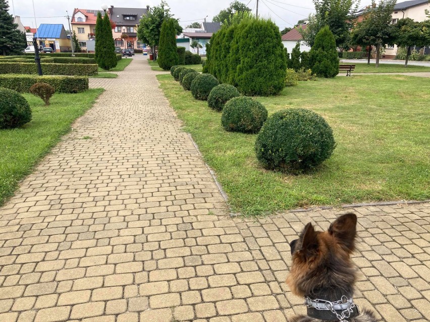 Spacer po urokliwym Józefowie nad Wisłą. Zobacz zdjęcia