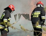 Strażacy walczyli z pożarem lasu