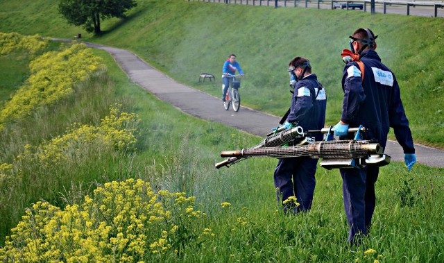 W tym roku akcja odkomarzania zostanie przeprowadzona jeden, a nie dwa razy. Zaoszczędzone 30 tys. trafi na pielęgnację zieleni 