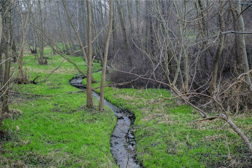 WIOŚ nie przebada zanieczyszczenia rzeki Drwinki zielonym barwnikiem. Nie pobrał próbek wody. "Barwnik nie jest niebezpieczny"