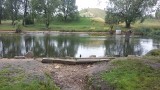 Ewakuacja ryb z jeziorka przy Górce Środulskiej w Sosnowcu. Znika woda