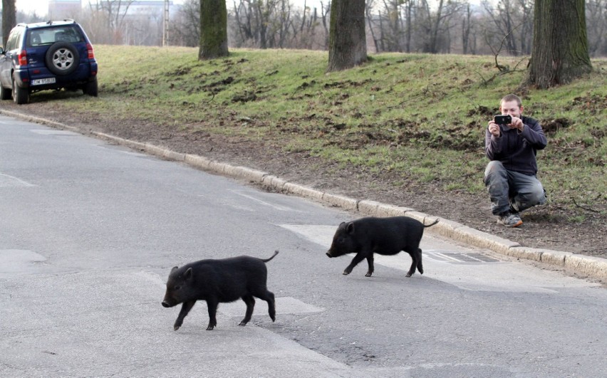 Dzikie świnie przy dojeździe do wschodniej obwodnicy...