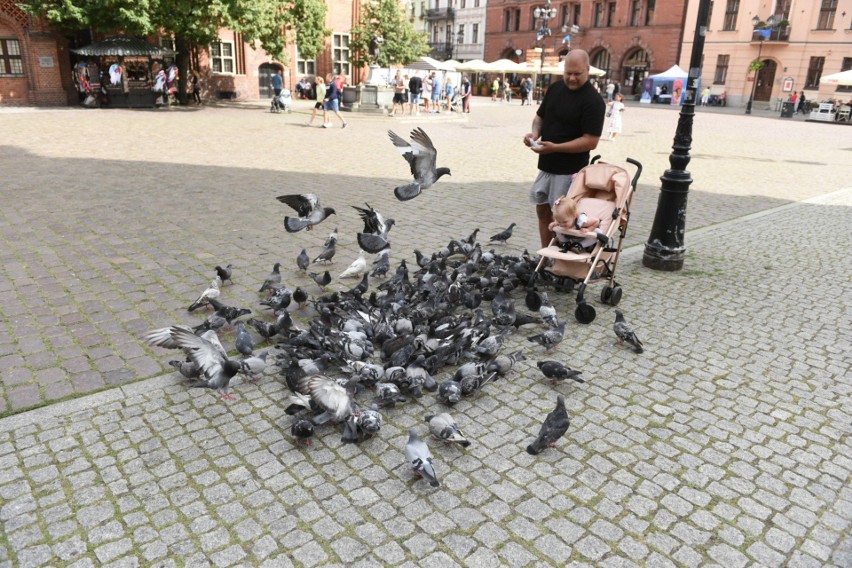 Gołębie w Toruniu budzą kontrowersje. Jak sobie z nimi radzić?