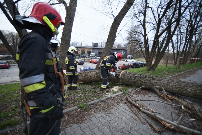 Powalone drzewo usunęli strażacy