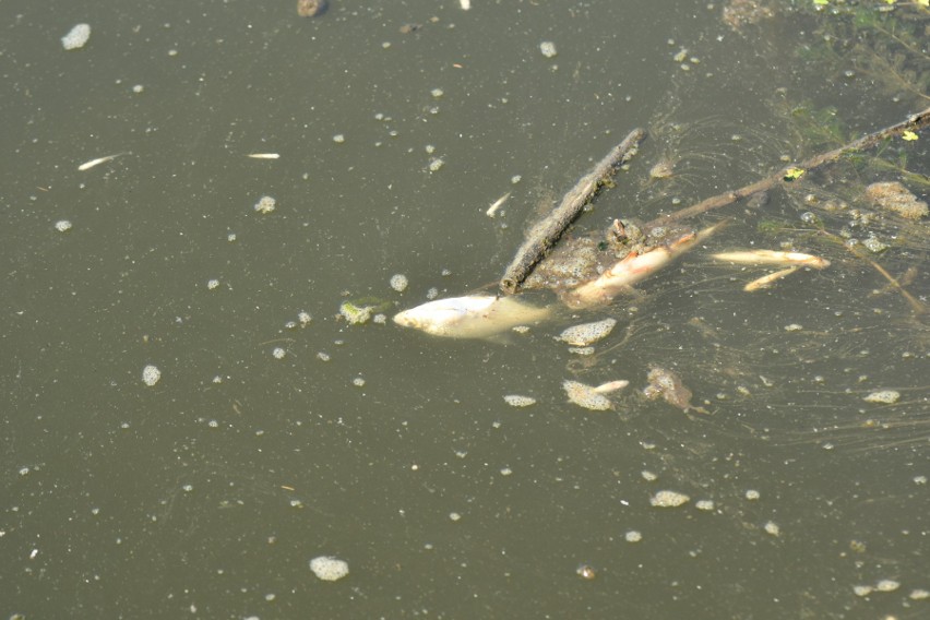 Śnięte ryby w Odrze na wysokości Kostrzyna widać na każdym...