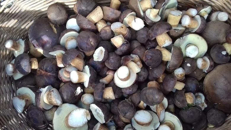 LUBUSKIE Ceny grzybów w Lubuskiem. Ile kosztują grzyby w skupie? Ile kosztują grzyby u prywatnych zbieraczy? [CENY GRZYBÓW]
