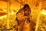 Wielka akcja CBŚP. Policjanci zlikwidowali plantacje marihuany. Jedna z nich była w powiecie zielonogórskim [WIDEO, ZDJĘCIA]