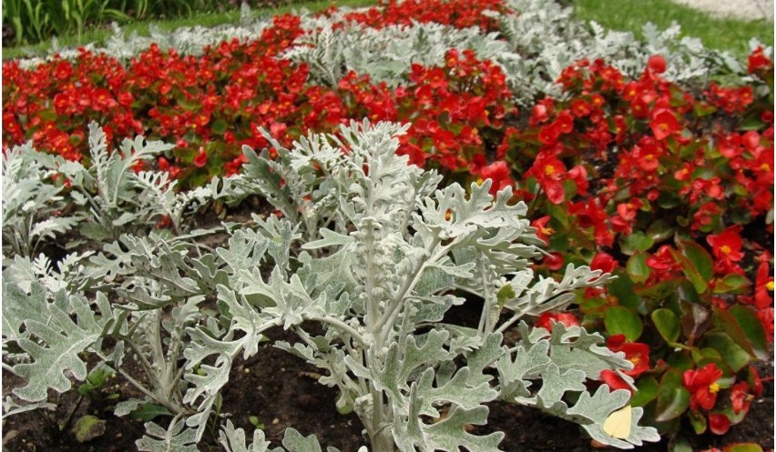 Starzec popielny, zwany srebrzystym (Senecio cineraria)...