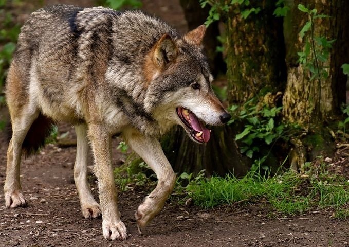 Wilki zagryzły dwa psy na terenie gminy Korzenna. Leśniczy proszą, by nie panikować, ale dobrze zabezpieczać swój inwentarz