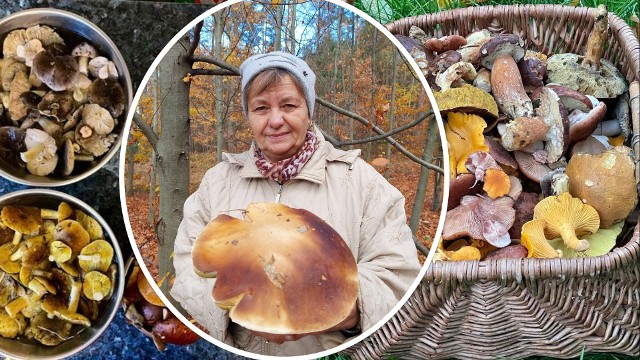W świętokrzyskich lasach są jeszcze grzyby. Zobaczcie listopadowe zbiory grzybiarzy >>>