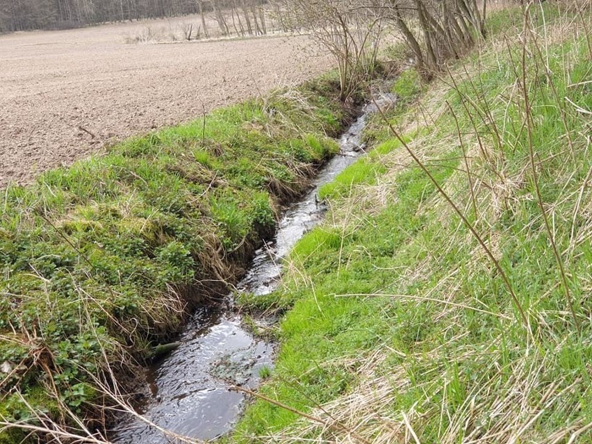 W Leśnictwie Gródek ktoś zrzucił ścieki do bagna. To kolejny tego rodzaju przypadek w Kujawsko-Pomorskiem!