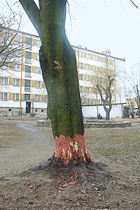 Drzewa oskalpowano pod osłoną nocy i we mgle 