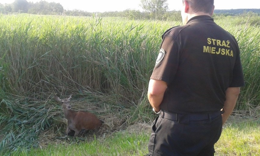 Na ratunek łani. Akcja w Koszalinie [zdjęcia]