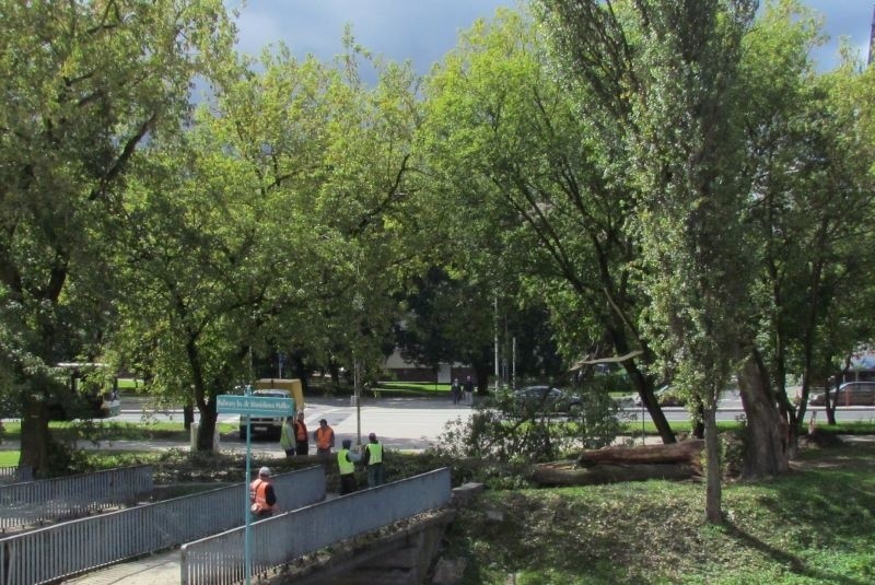 Aleja Piłsudskiego. Wielkie drzewo nagle runęło (zdjęcia)