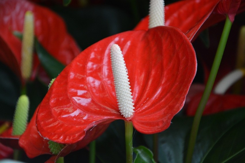 Anthurium...