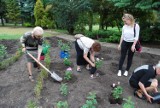 Przybywa kwiatów w markowickim rosarium