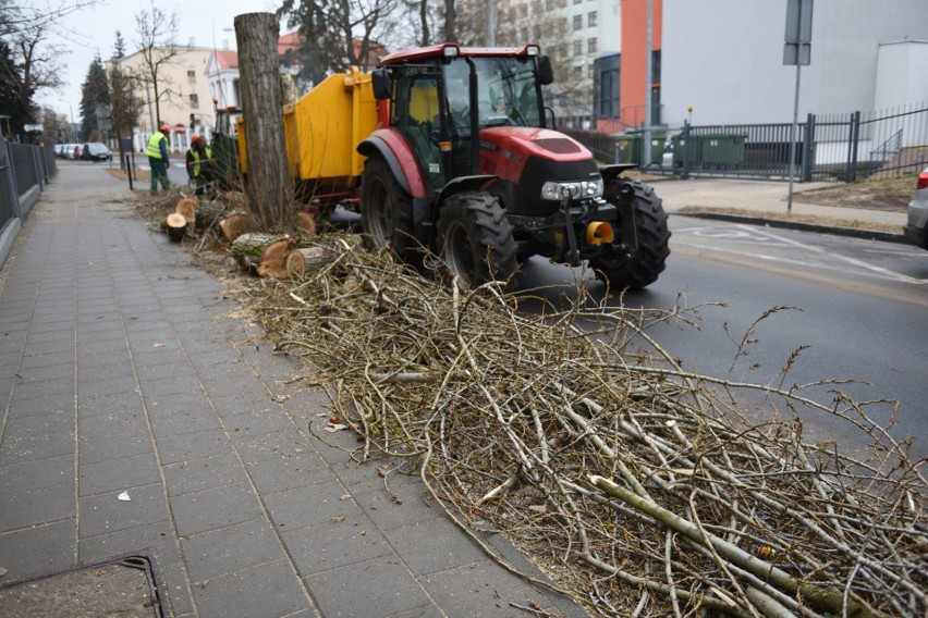 W Toruniu drzewa są wycinane w wielu miejscach