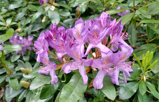 Już teraz zadbaj o rododendrony. Dwa zabiegi są kluczowe