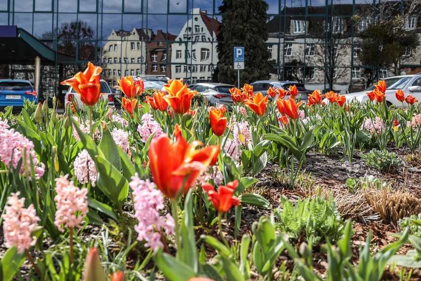 Wiosenny Gdańsk. Spacerowicze tłumnie korzystają ze słonecznej soboty. Zdjęcia