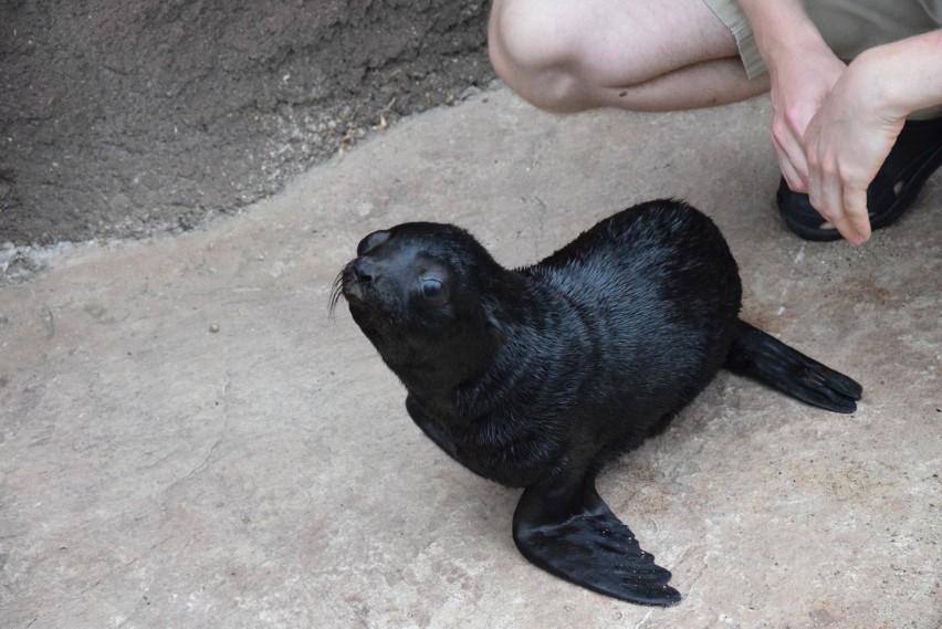 Mały kotik we wrocławskim zoo. Ta samiczka urodziła się 3...