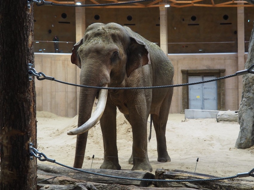 Na przełomie stycznia i lutego 2022 roku do łódzkiego zoo przyjedzie drugi słoń