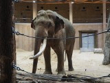 Na przełomie stycznia i lutego 2022 roku do łódzkiego zoo przyjedzie drugi słoń