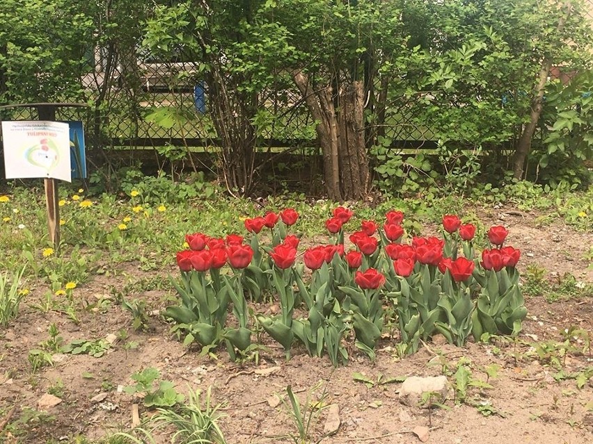Tulipany Mocy na poletku (w kształcie serca) Zakładu...