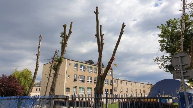 Nadmierne przycięcie gałęzi uśmierciło zdrowe drzewa przy ul. Świt w Poznaniu.Kolejne zdjęcie -->